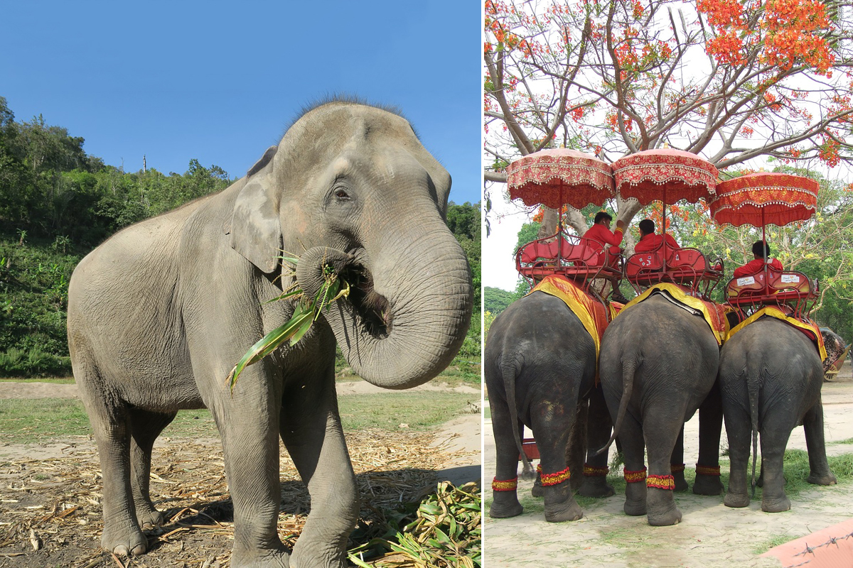 在泰國，不僅人類因中共肺炎疫情而生計受損，連大象都加入「失業」大軍，商業大象營地和庇護所因資金問題，不得不遣送100多頭大象返回原始家園。（Needpix/ Pixabay）