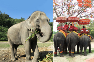 泰國大象加入「失業」大軍 跋涉百里返家園
