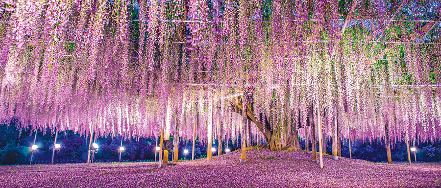 日本紫籐花瀑 浪漫夢幻