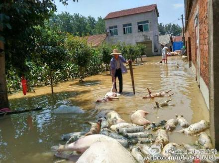 荊門市紅星村5家生豬養殖場的1萬頭豬被洪水沖走或被淹死。（網絡圖片）