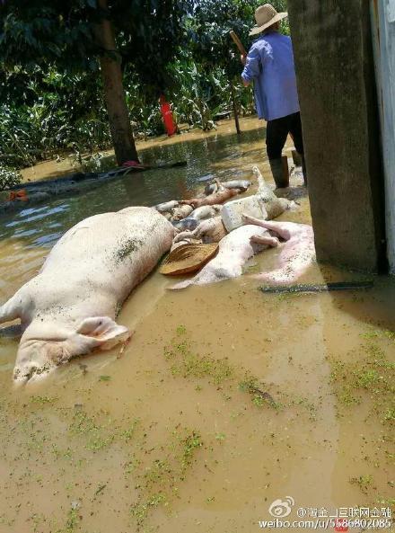 荊門市紅星村5家生豬養殖場的1萬頭豬被洪水沖走或被淹死。（網絡圖片）