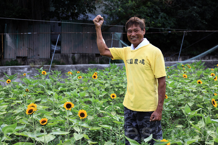 太陽花蓮花盛放 元朗信芯園「太陽花節」本周末開始