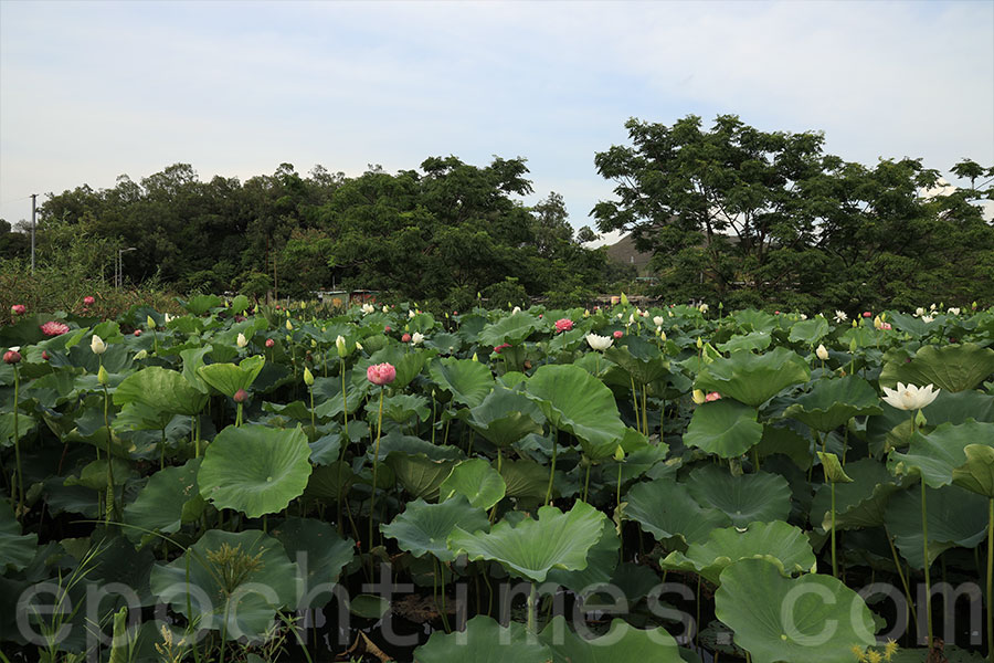 信芯園內的荷花池遍佈盛開的泰國荷花。（陳仲明／大紀元）