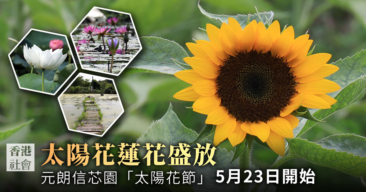元朗新田小磡村信芯園今年種植太陽花（向日葵）、睡蓮、泰國荷花等，將於本周六（5月23日）起舉行「太陽花節」，開放給公眾參觀。（設計圖片）