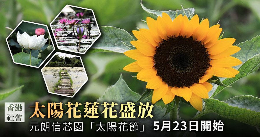 元朗信芯園太陽花蓮花盛開 迎接自由之夏