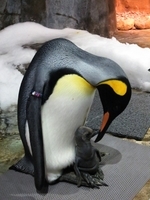 海洋公園瀕破產 54億救亡錢中30億支付中銀貸款