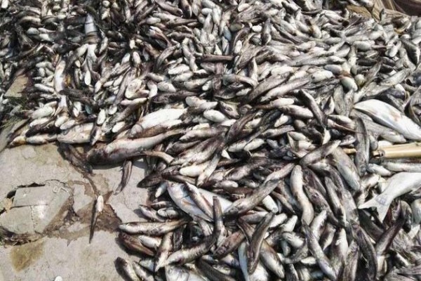 四川達州高溫持續，3萬斤魚被熱死。（網絡圖片）