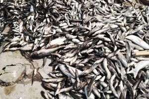 高溫烤人也烤魚 四川達州3萬斤魚被熱死