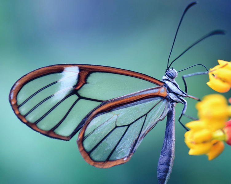 這種蝴蝶的蛹像黃金般閃亮 你見過嗎？