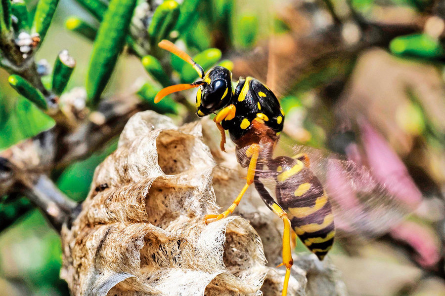 不用化學製品 也能避免黃蜂在家築巢