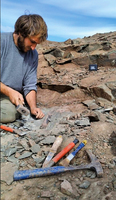 阿根廷發現巨型恐龍化石