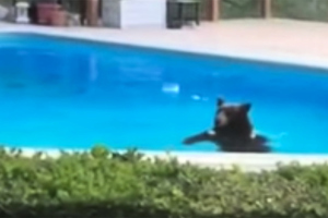 天氣好熱 熊闖進洛杉磯豪宅游泳避暑