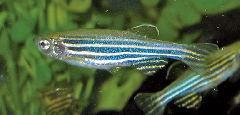  研究揭示魚眼單像素視覺秘密