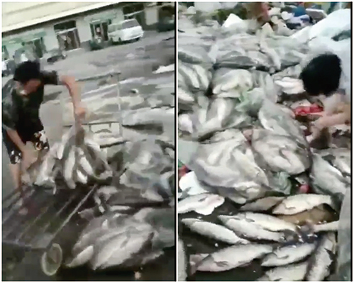「三文魚」恐慌之下，各地紛紛下架，大批魚被銷毀，丟棄。（影片截圖）