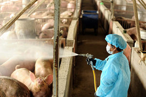 中國專家研究新G4豬流：高度傳染 人類幾無免疫力
