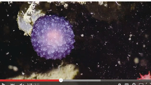 外星蛋？新物種？加州海底發現神秘紫圓球