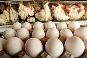 中國雞蛋價格持續下跌五個月 破成本賣一斤虧八毛
