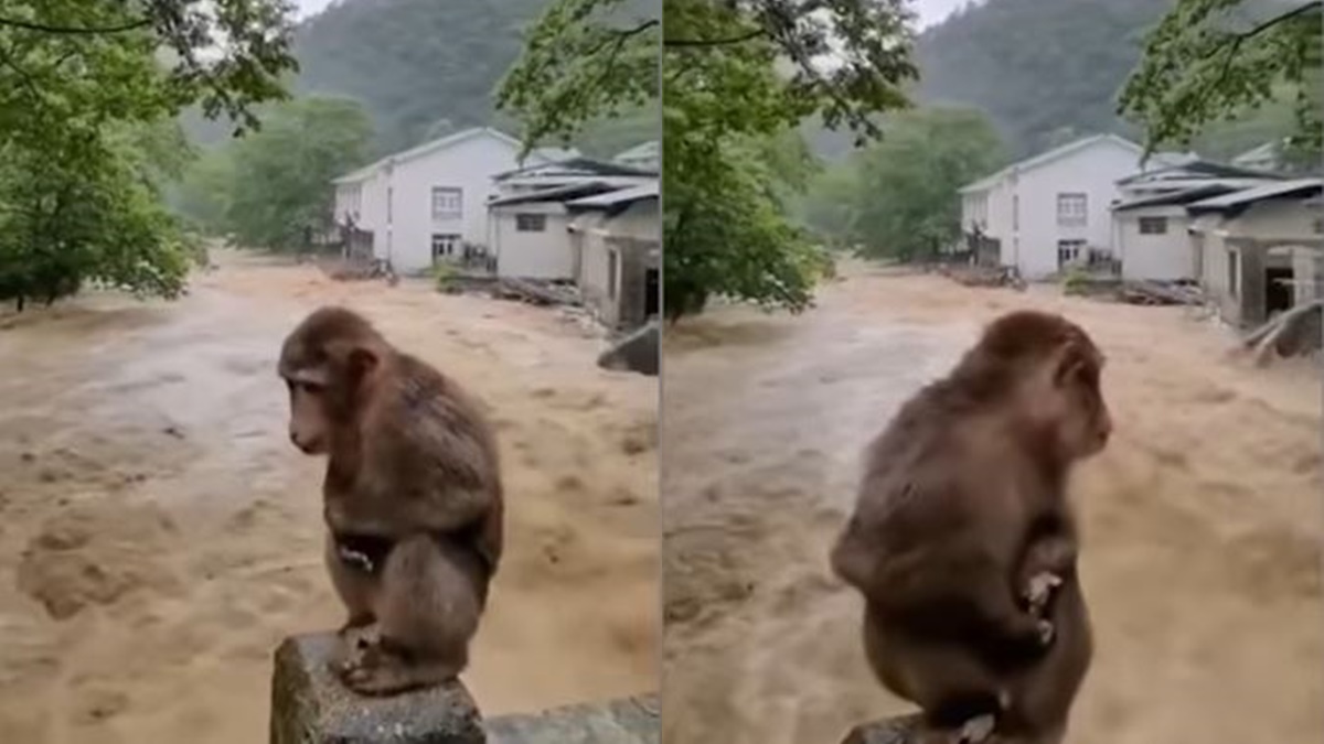 知名旅遊景點武夷山國家公園被水淹，有猴子無助地蹲在橋欄杆上，躲避洪水。（影片截圖）