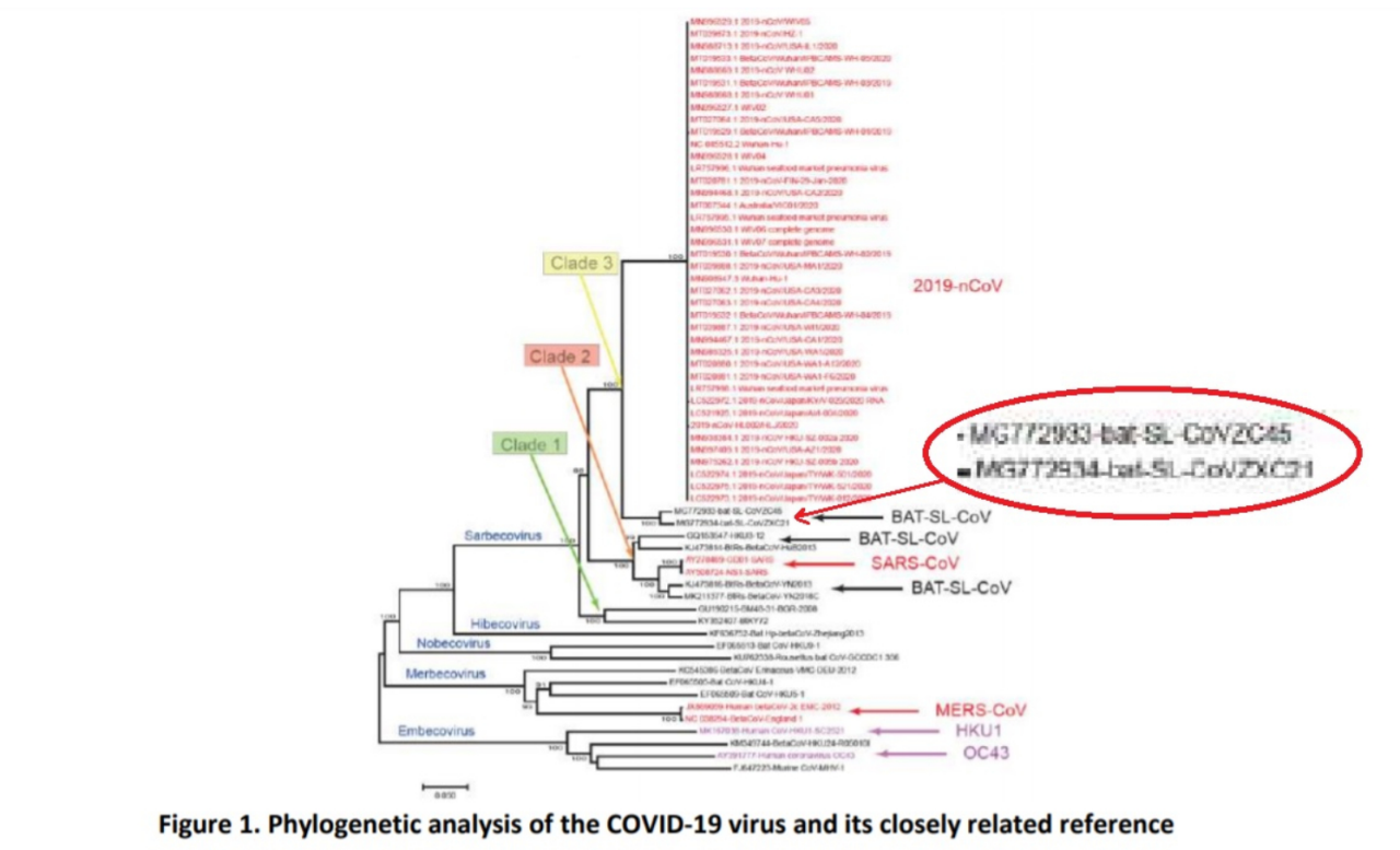 世界衛生組織調查報告公布的COVID-19基因序譜中，直指中國武漢肺炎病毒最接近解放軍獨家發現的舟山蝙蝠病毒。（翻攝世界衛生組織報告第5頁）