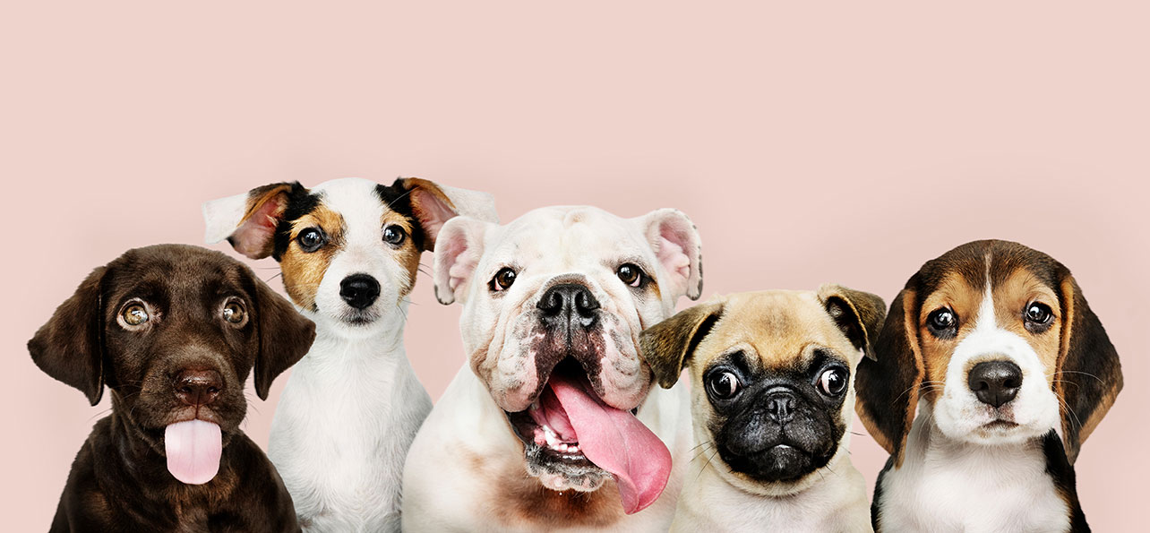簡易抹腮DNA測試愛犬品種