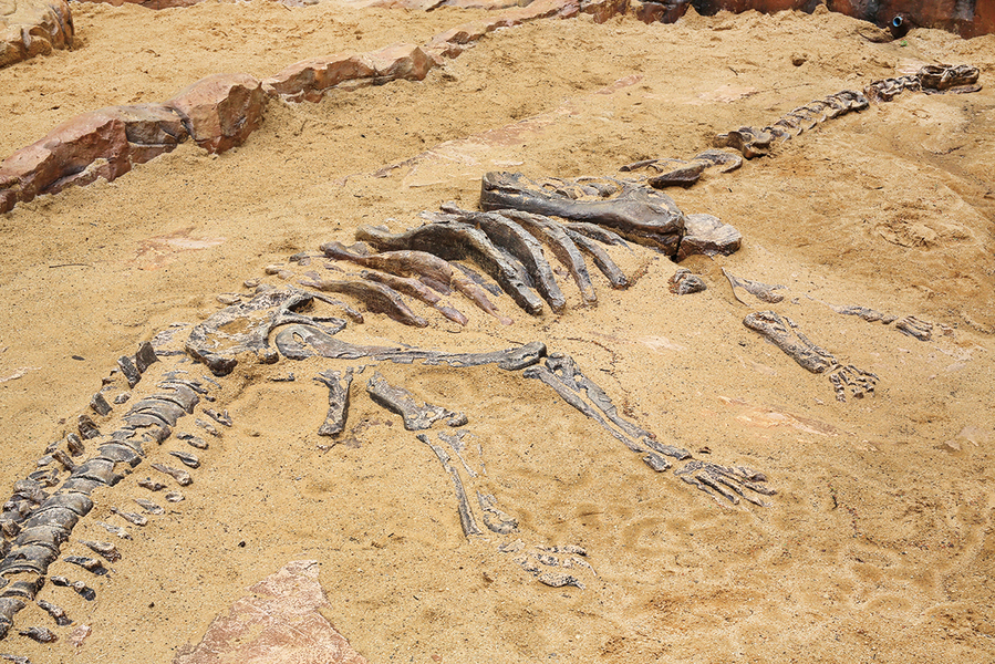 1.1億年前恐龍最後一餐吃了什麼
