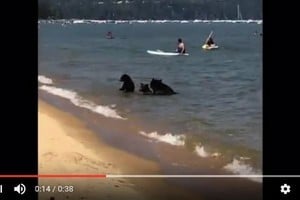 熱浪襲加州 湖泊驚現一家3熊與人類同消暑