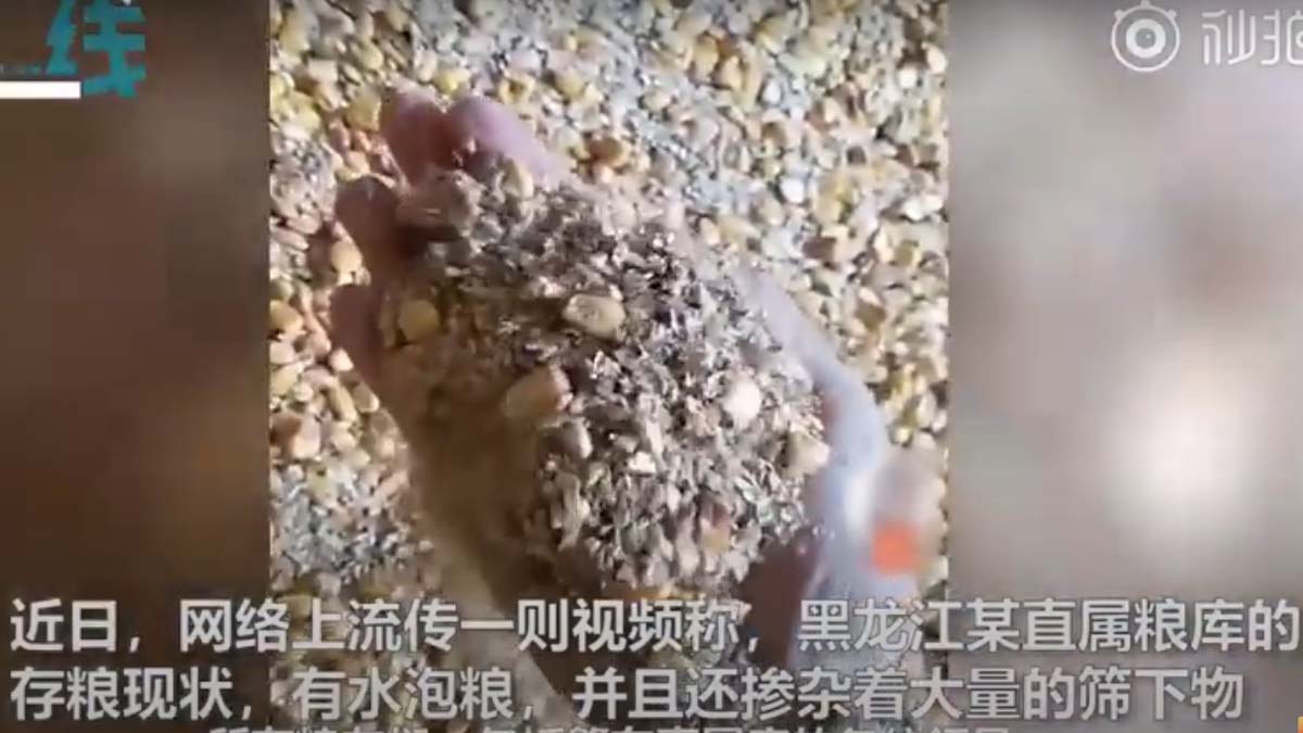 中共糧食系統腐敗叢生。圖為7月初，網曝黑龍江肇東糧食儲備庫的粟米存在嚴重質量問題。（影片截圖）