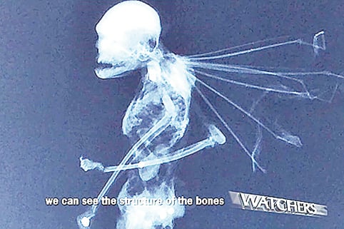 X光看墨西哥異形生物 骨骼似人體縮小版