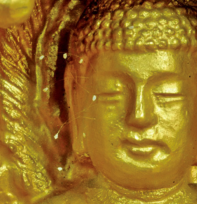 韓國全羅南道順天市海龍面的須彌山禪院的佛像上，曾出現過佛家傳說中的優曇婆羅花。（徐良玉／大紀元）