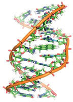 DNA非RNA攜基因？新研究改寫教科書