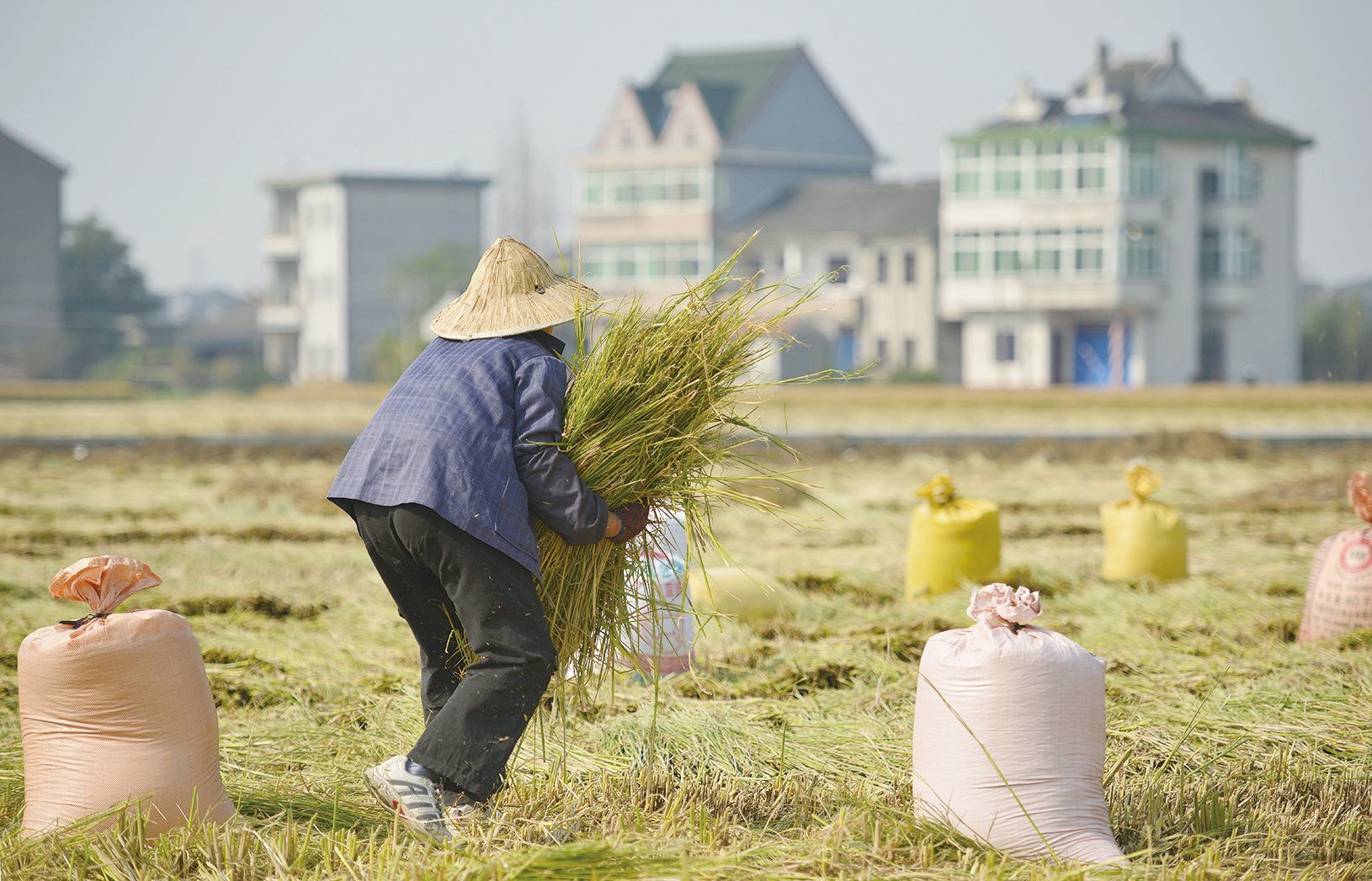 中共肺炎的影響下，多國自保禁糧食出口，中國或將爆發糧食危機。（Getty Images）