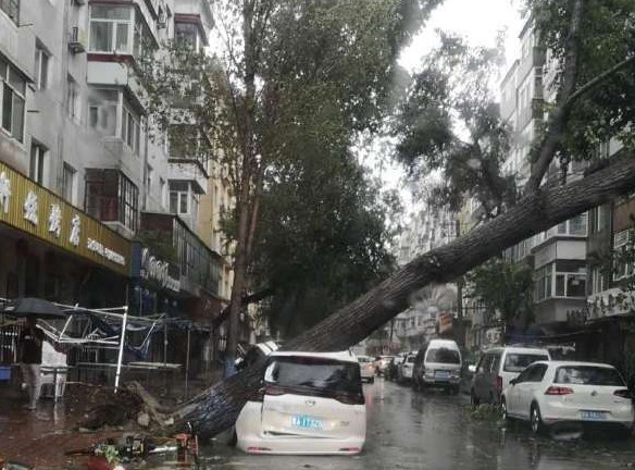 受強颱風美莎克登陸影響，9月3日哈爾濱風雨交加，目前已有樹木被大風刮倒。（網絡圖片）