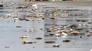 異象！廣西海灘死魚綿延8里 數量還在增加（影片）