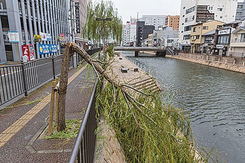 2020年9月7日，海神颱風影響九州島的大部份地區，圖為福岡一棵倒塌的樹。(Getty Images)