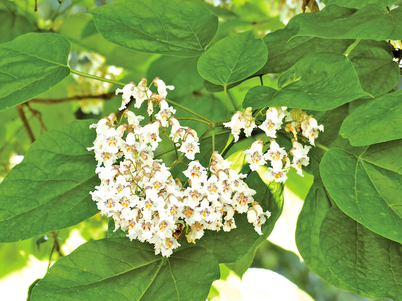 楸樹捎來秋意，解我華夏鄉懷