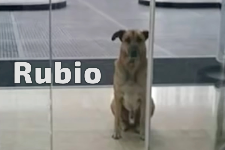 阿根廷一隻流浪狗獲得一名德國空姐一飯之恩，便認定她是自己的主人，等在這名空姐曾入住的酒店門外，守候長達6個月。（視像擷圖）