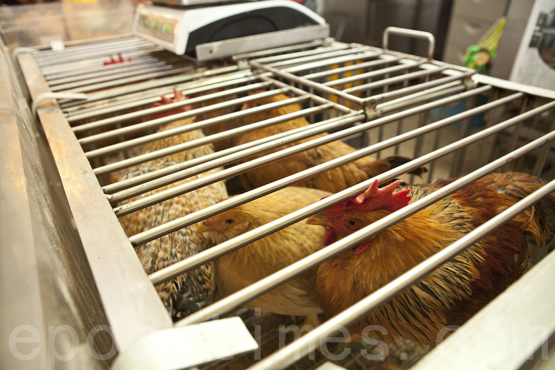 衞生署衞生防護中心表示內地通報新增5宗人類感染甲型禽流感（H7N9）個案，呼籲市民注意衞生。（余鋼／大紀元）