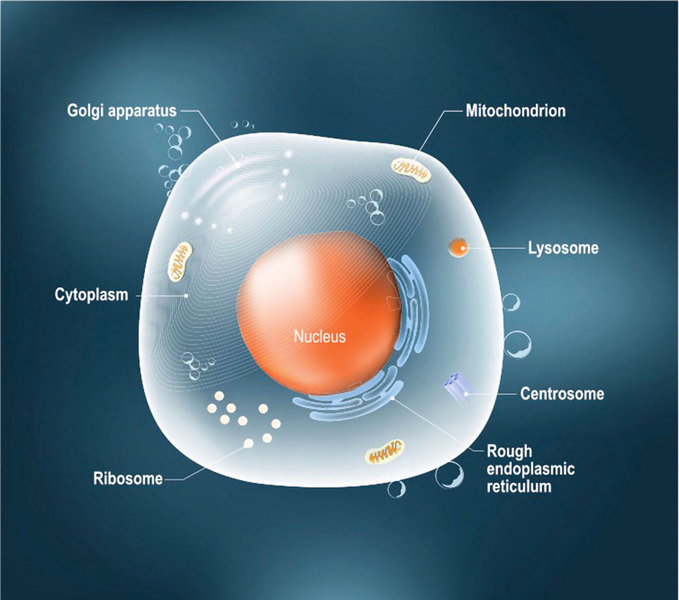 科學家發明人造細胞用來治病