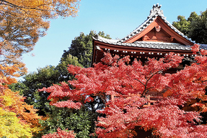 霜楓紅於二月花，楓香坡念帝堯