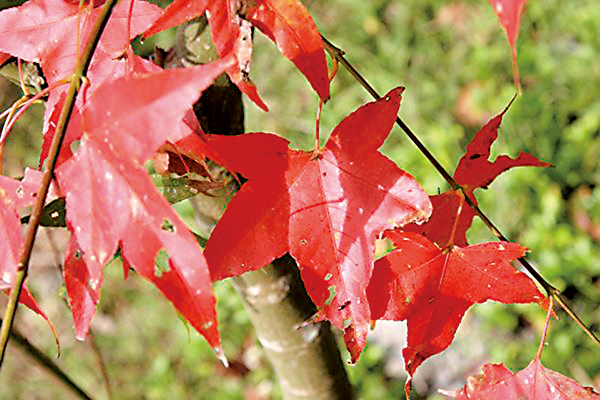 台灣青楓的紅葉（莊溪《認識植物》網站提供）