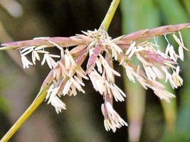 民間預言：竹樹開花必有大災 地震飢荒皆有應驗