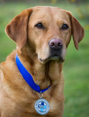 2014年，黛西被授予象徵寵物最高榮譽的藍十字獎章。（Medical Detection Dogs）