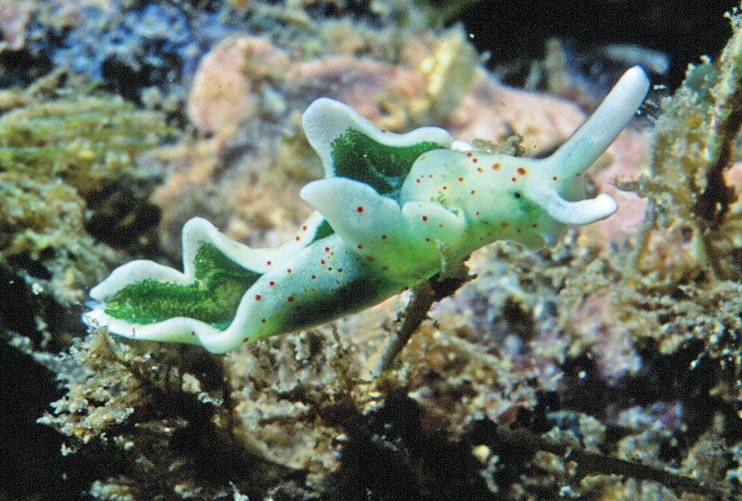 海洋軟體動物海蛞蝓，像植物一樣，在光照條件下，可以將二氧化碳和水轉變為糖份。而這個過程是通過從食物海藻中獲得的葉綠體來完成。（Parent Gery/Wiki Media）