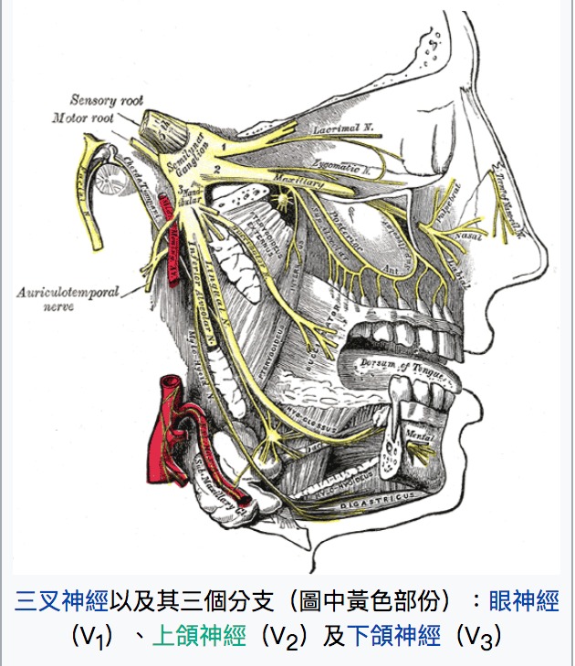 【中醫尋根】三叉神經痛可以根治嗎？