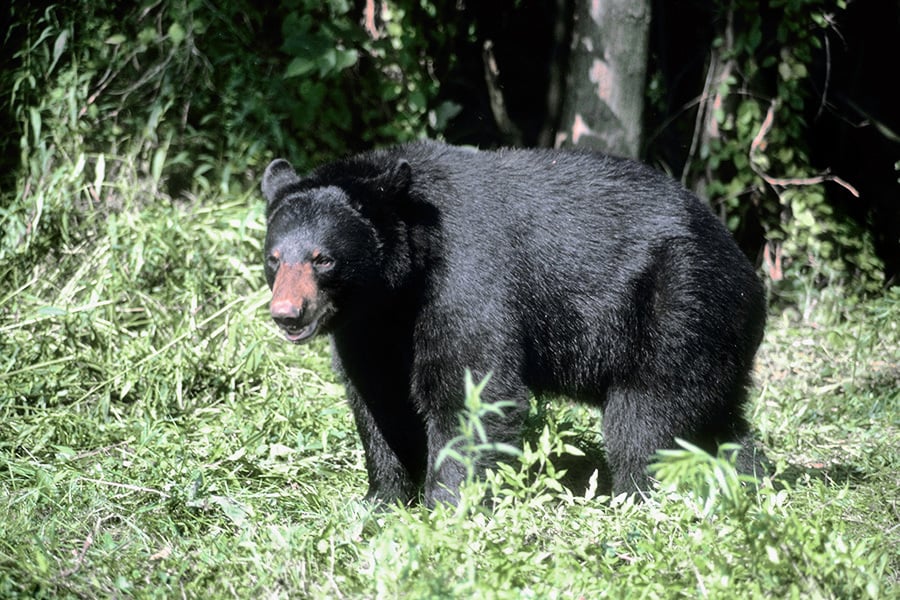 日本野生動物園發生慘劇 黑熊攻擊人致死