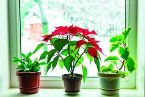 五大技巧幫助室內植物度過寒冬