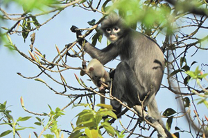 瀕臨滅絕 新物種波巴葉猴現緬甸森林
