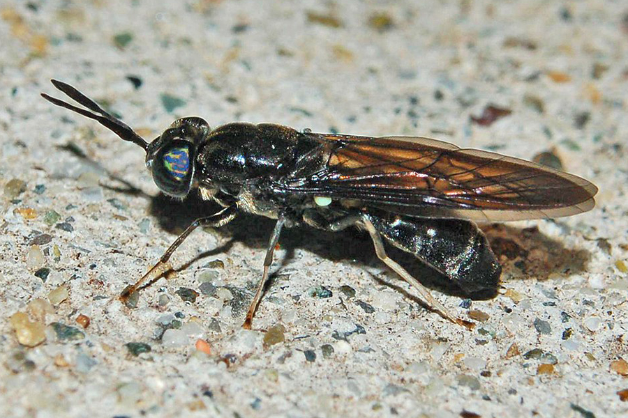 黑水虻成蟲。（Hectonichus, San Bernardo, Genova, Italy / 維基百科）