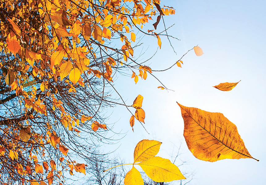 甚麼因素讓樹葉在秋天掉落?