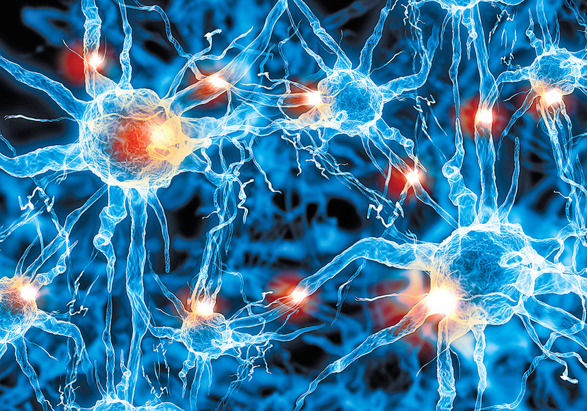 高頻信號「打包」投遞 研究發現人腦神經元聯繫方式